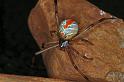 Latrodectus_hasselti_D3488_Z_82_E. of Nuendah homestead_Australie